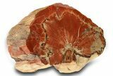Polished Petrified Wood Limb - Arizona #290592-1